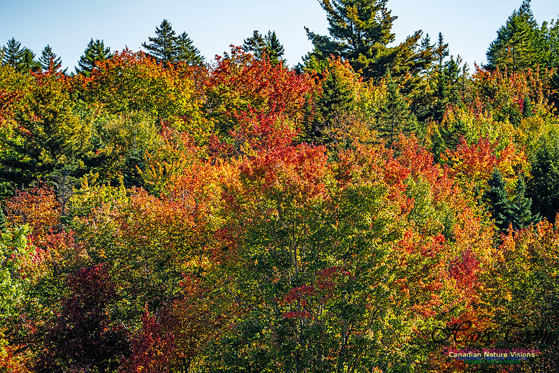Smiley's Provincial Park Colours and Points On Route 149 copy