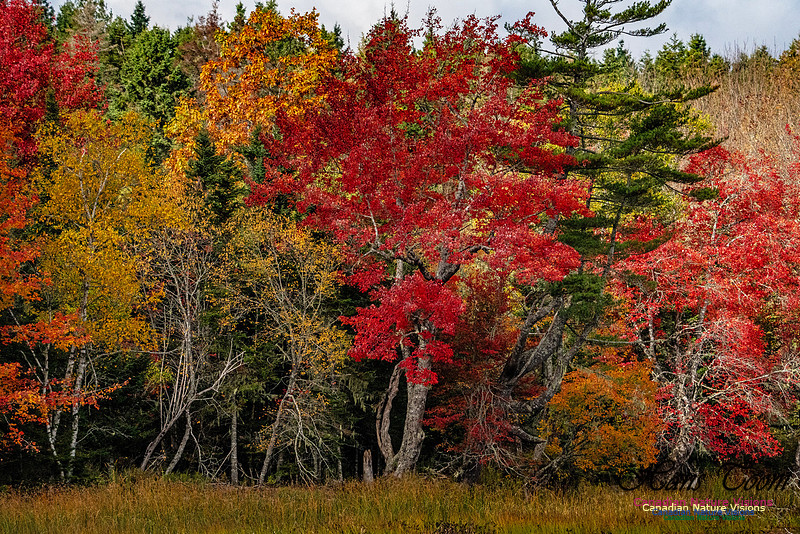 Smiley's Provincial Park Colours and Points On Route 189 copy