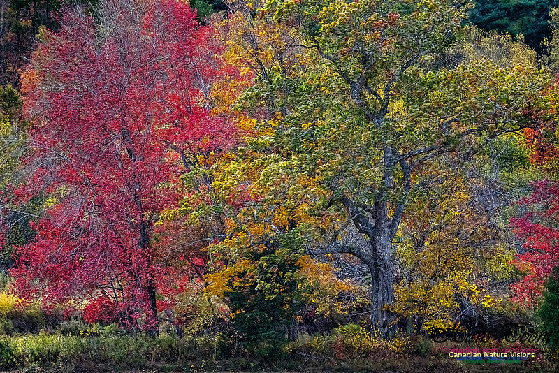 Smiley's Provincial Park Colours and Points On Route 190 copy