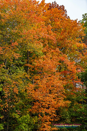 Smiley's Provincial Park Colours and Points On Route 109 copy