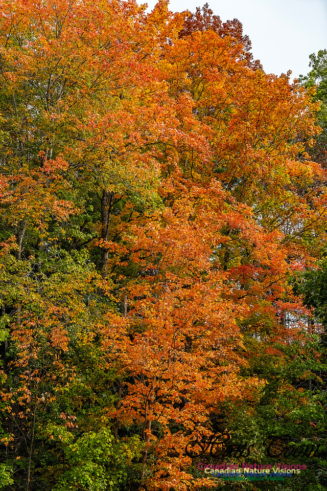 Smiley's Provincial Park Colours and Points On Route 109 copy