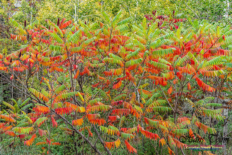 Smiley's Provincial Park Colours and Points On Route 111 copy