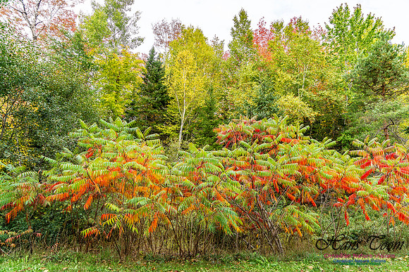 Smiley's Provincial Park Colours and Points On Route 112 copy