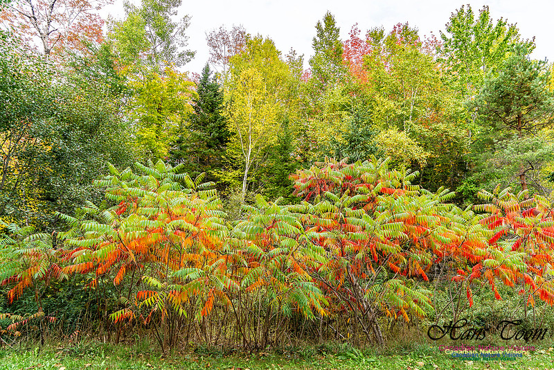 Smiley's Provincial Park Colours and Points On Route 112 copy