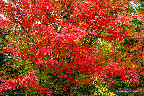 Smiley's Provincial Park Colours and Points On Route 116 copy