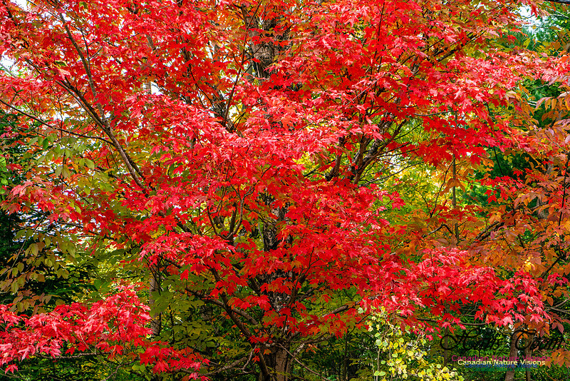 Smiley's Provincial Park Colours and Points On Route 116 copy