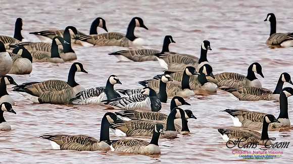 Barnacle Goose 117