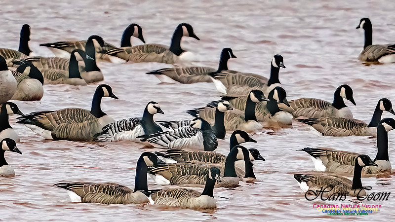 Barnacle Goose 117