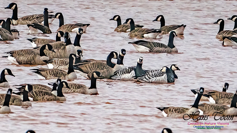 Barnacle Goose 116