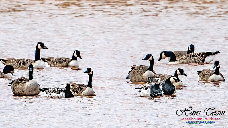 Barnacle Goose 120