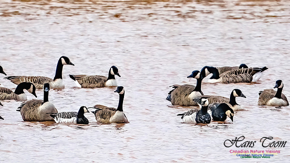 Barnacle Goose 119