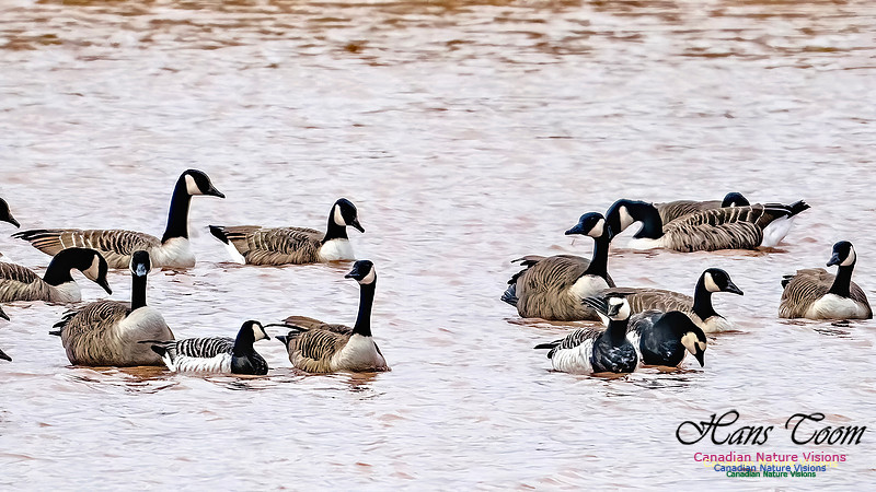 Barnacle Goose 119