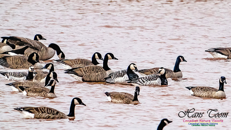 Barnacle Goose 118
