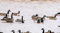Three Barnacle Geese