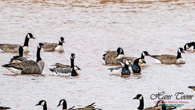 Barnacle Goose 121