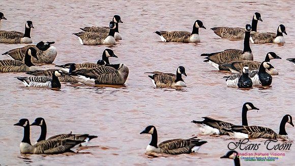 Barnacle Goose 101
