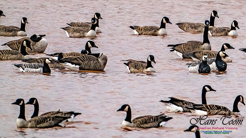 Barnacle Goose 101