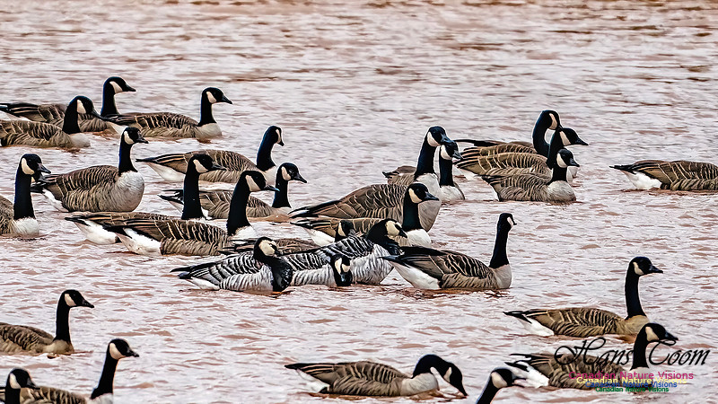 Barnacle Goose 103