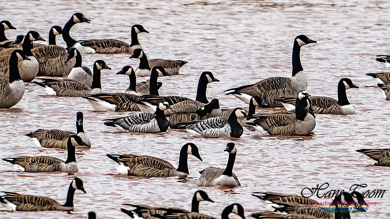 Barnacle Goose 104