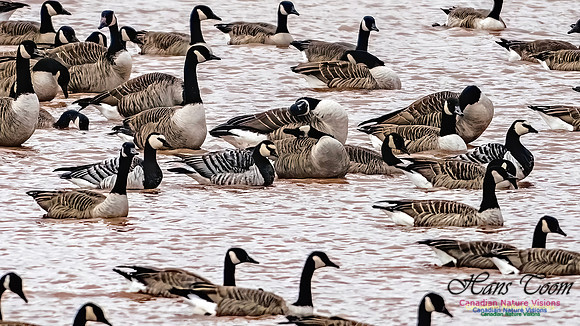 Barnacle Goose 105