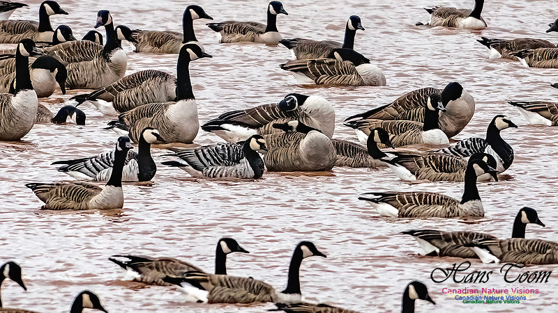 Barnacle Goose 105