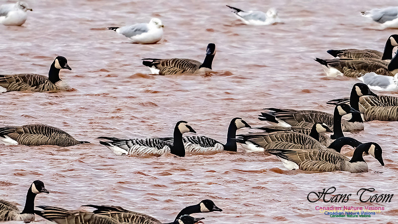 Barnacle Goose 106
