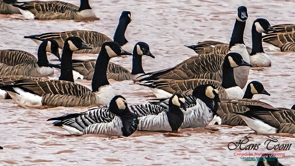 Barnacle Goose 102