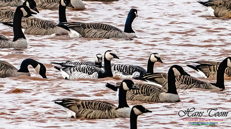 Barnacle Goose 108