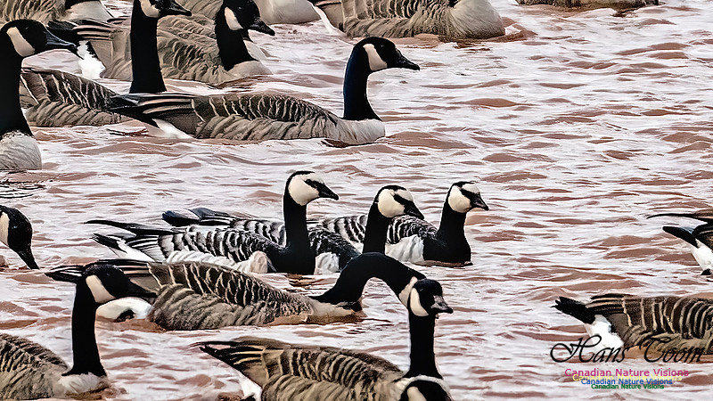 Barnacle Goose 109