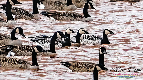 Barnacle Goose 110