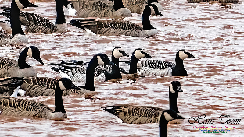 Barnacle Goose 110