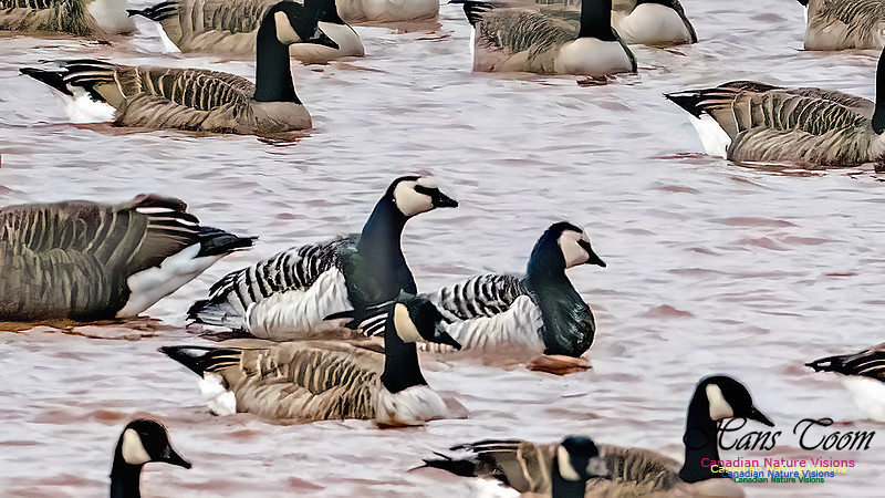 Barnacle Goose 113