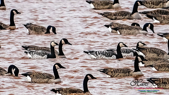 Barnacle Goose 111