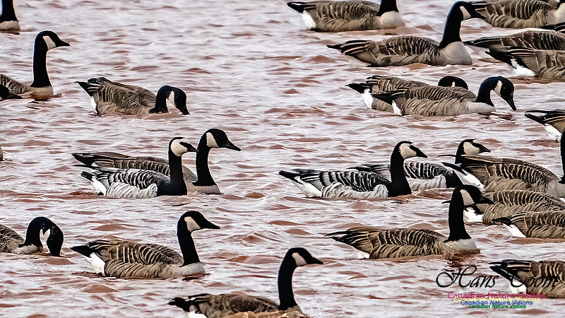 Barnacle Goose 111