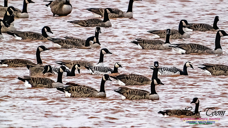 Barnacle Goose 107