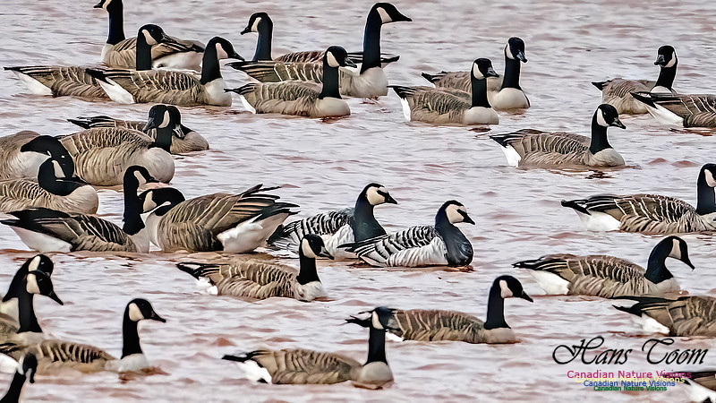 Barnacle Goose 114
