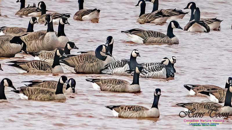 Barnacle Goose 115