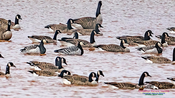 Barnacle Goose 112