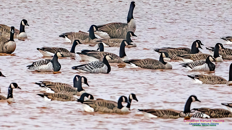 Barnacle Goose 112