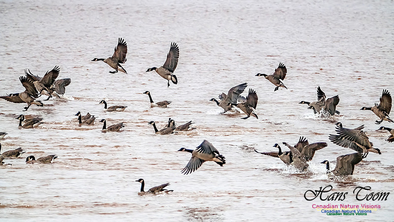 Canada Geese on Display 102
