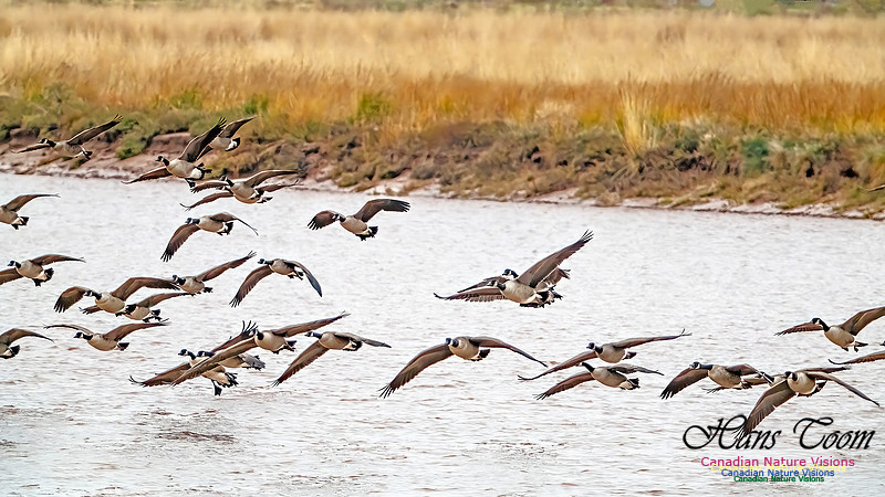 Canada Geese on Display 104