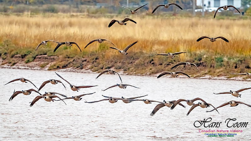 Canada Geese on Display 105
