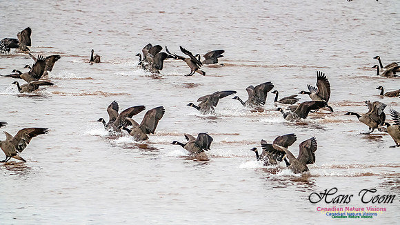 Canada Geese on Display 103