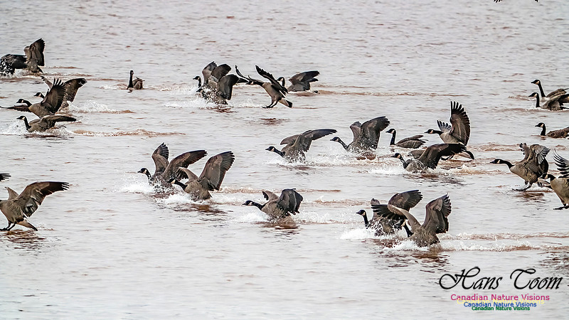 Canada Geese on Display 103