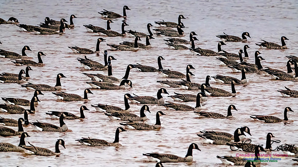 Canada Geese on Display 106