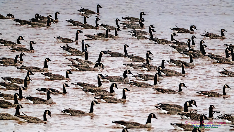 Canada Geese on Display 106