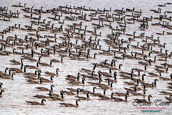 Canada Geese on Display 108