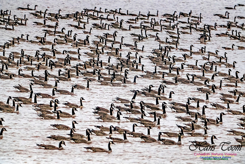 Canada Geese on Display 108