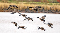 Canada Geese on Display