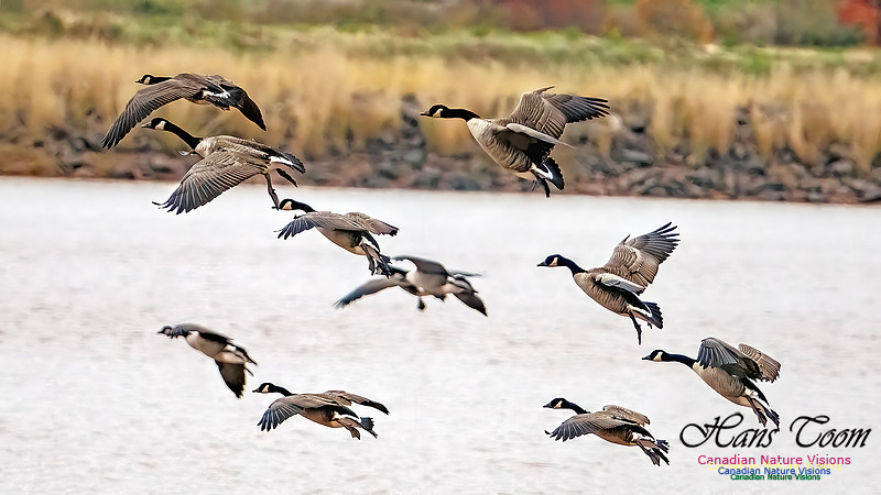 Canada Geese on Display 110
